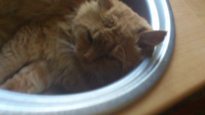 Загорелся кошкин дом