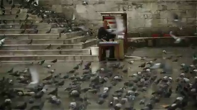 Царство голубей