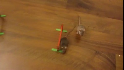 Повелитель мышей