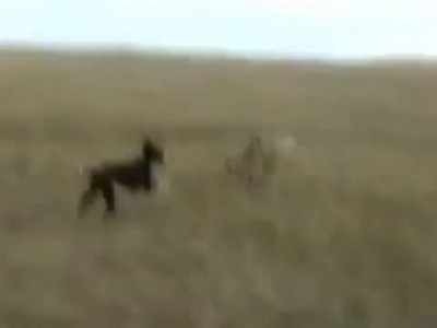 Охота на волка