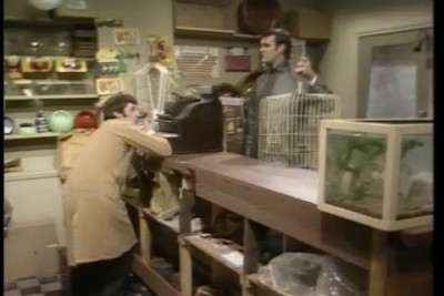 про попугая