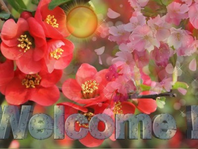 Весны цветенье