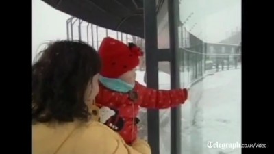 Панды радуются снегу