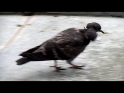 Двухголовый голубь.