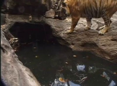 Тигр купается