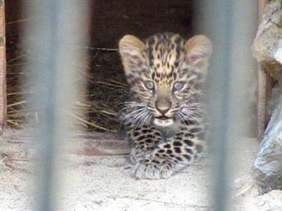 Малыш леопарда