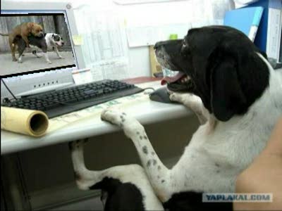 Кайф собачий