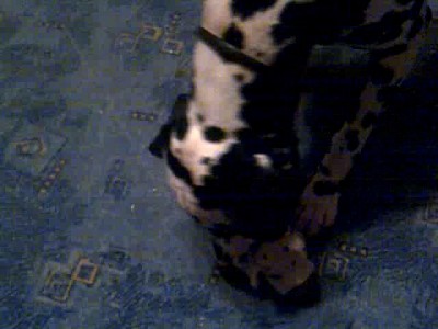 Новая звезда! В домашнем формате)