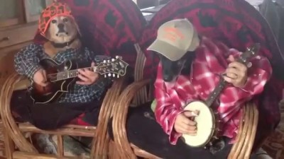 Собаки-гитаристы