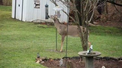 Олень на заднем дворе