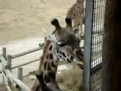 Как разговаривают жирафы