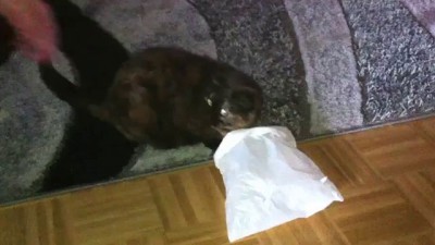 Покемон жив....