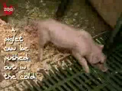 Ванна для поросят