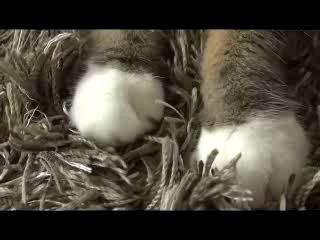 Мару мнет ковер