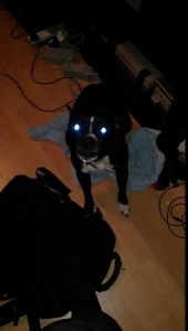 Собака-пугака.