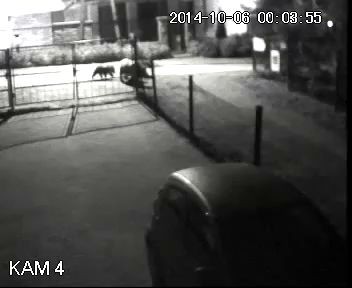 Медведи ищут яблоки