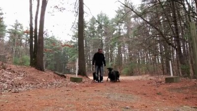 Лохматое трио