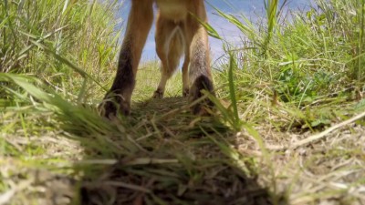 Лиса истребитель камеры GoPro