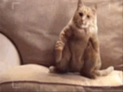 Коты зажигают под Jingle Bells!