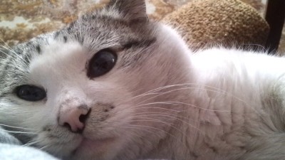 Релаксатор домашний, урчащий