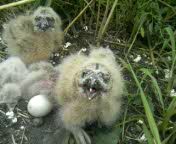 Совята держат оборону