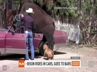 Бизон - лучший друг человека