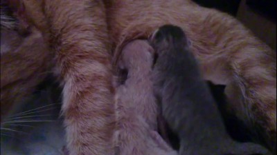 Очередная мимишность