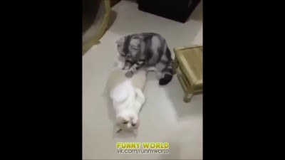 Кот - массажист