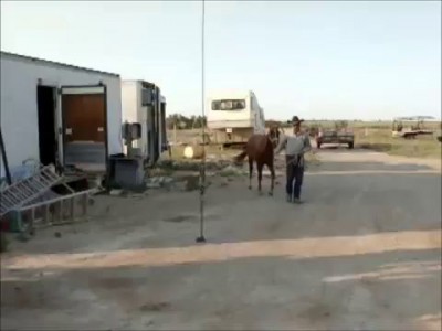 Застрелил коняшку