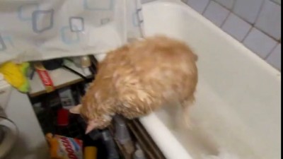 Тима, давай!