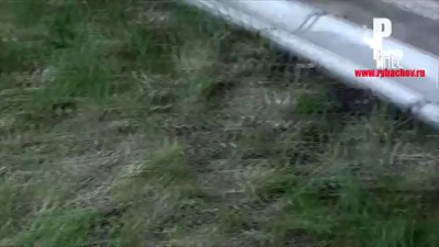 Настоящий русский пёс! ;-)