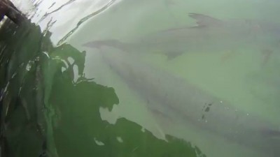 ***ORIGINAL*** KID vs. GIANT TARPON - Giant Tarpon almost steals kids jacket!