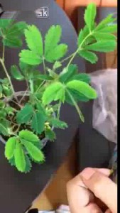 Волшебная травка))