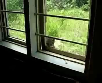 Смышленый проворный котяра