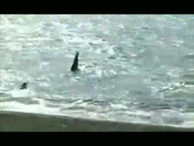 касатка на охоте