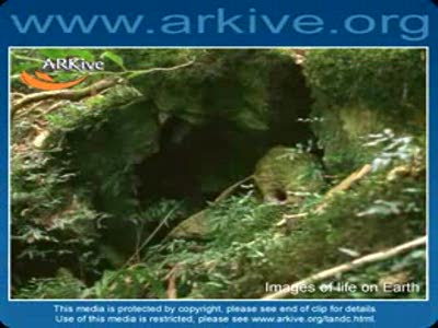 Пешеходный попугай