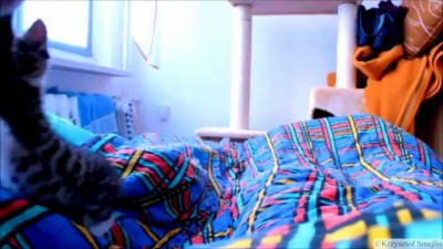 котёнок Никита