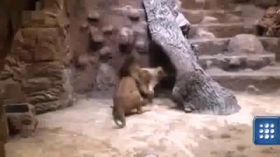 Жесть, Лев загрыз свою львицу +18