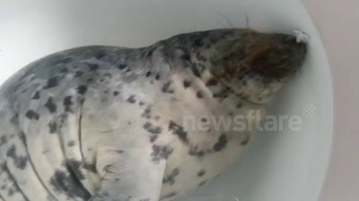 тюлень спит