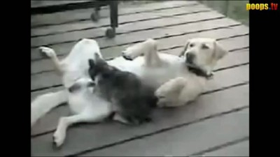 Кот - Массажист