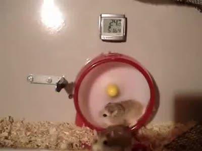 Хомяк - космонавт