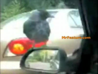 безбилетник( точно вам говорю: захватят мир)