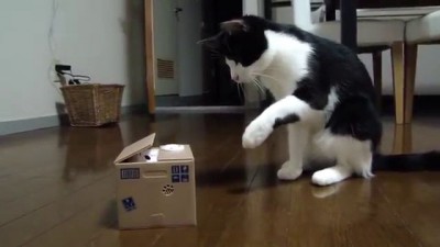 Жесткий троллинг кота