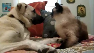 Кот - боксер