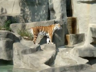 must see bird attacks tiger