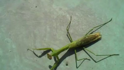 Сцена из "Чужого" повторилась в реальности