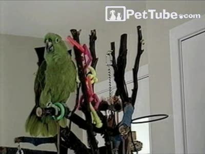 поющий песенку попугай