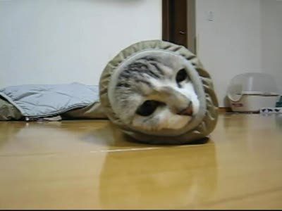 кот в рукаве