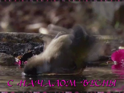 С НАЧАЛОМ ВЕСНЫ !!!