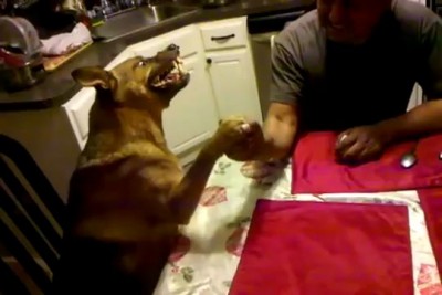 Армрестлинг с собакой